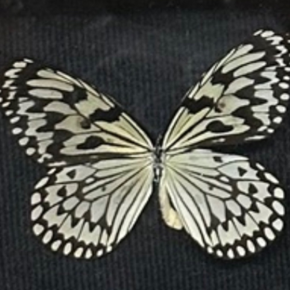 Butterfly shadowbox - Picture 2 of 2